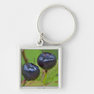 Ripe huckleberries in the Flathead National 2 Keychain
