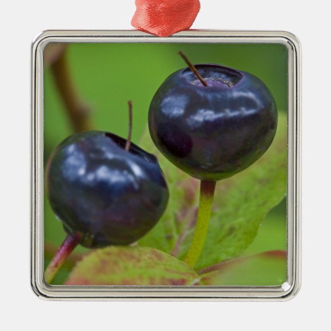 Ripe huckleberries in the Flathead National 2 Metal Ornament (Front)