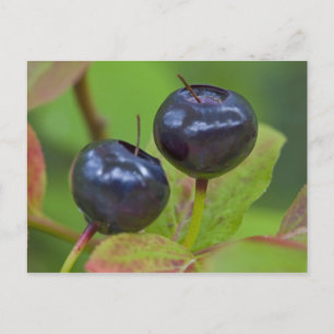 Ripe huckleberries in the Flathead National 2 Postcard
