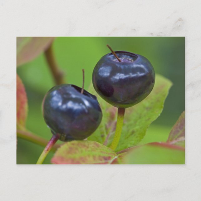 Ripe huckleberries in the Flathead National 2 Postcard (Front)
