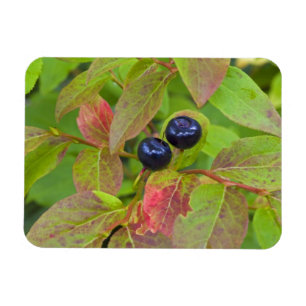 Ripe huckleberries in the Flathead National Magnet