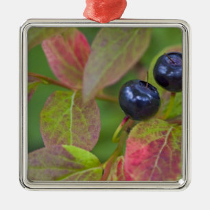 Ripe huckleberries in the Flathead National Metal Ornament