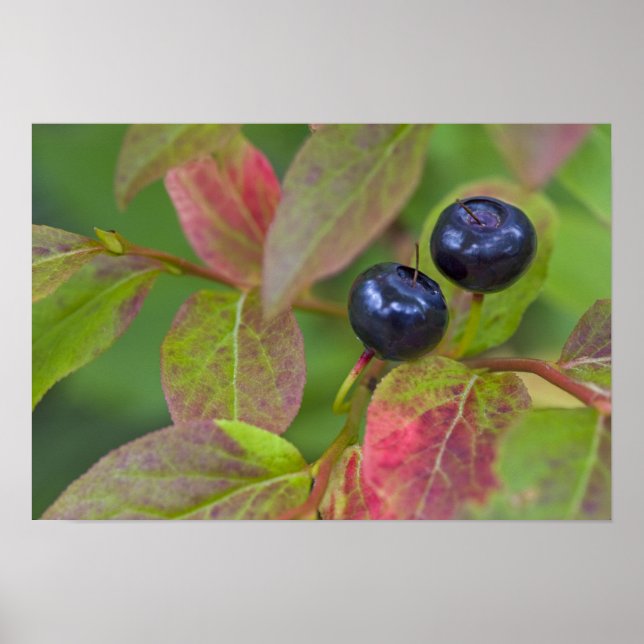 Ripe huckleberries in the Flathead National Poster (Front)