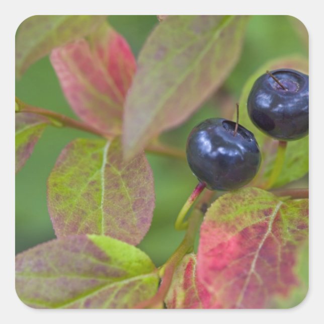 Ripe huckleberries in the Flathead National Square Sticker (Front)