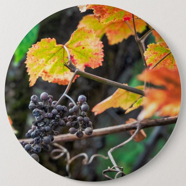 Ripe Isabella grape 6 Inch Round Button (Front)