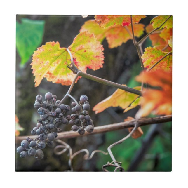 Ripe Isabella grape Tile (Front)