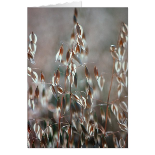 Ripe Oats (Avena Sativa) Close Up. Ceres, Boland (Front)
