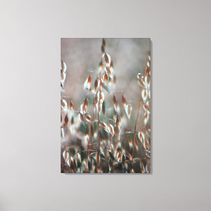 Ripe Oats (Avena Sativa) Close Up. Ceres, Boland Canvas Print