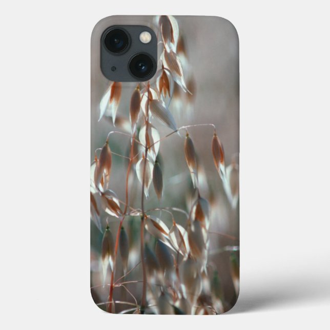 Ripe Oats (Avena Sativa) Close Up. Ceres, Boland Case-Mate iPhone Case (Back)