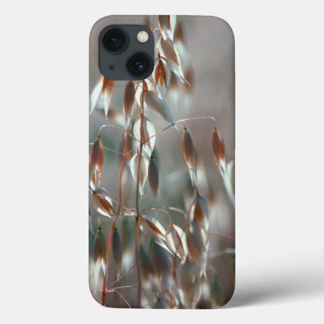 Ripe Oats (Avena Sativa) Close Up. Ceres, Boland Case-Mate iPhone Case (Back)