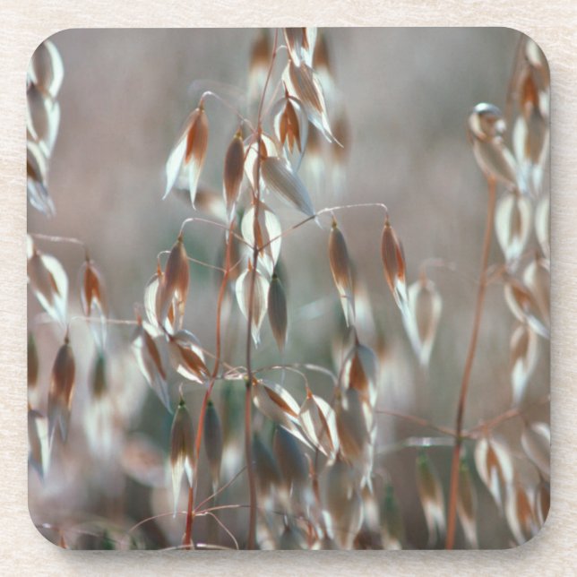 Ripe Oats (Avena Sativa) Close Up. Ceres, Boland Coaster (Front)