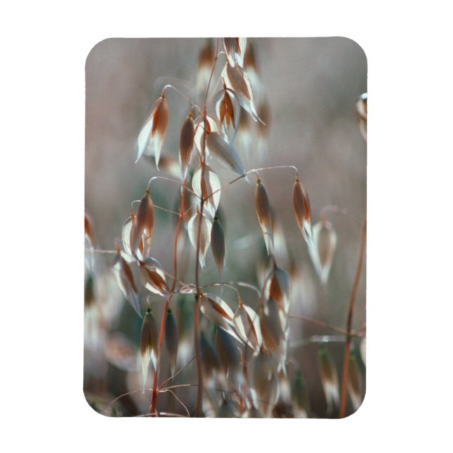 Ripe Oats (Avena Sativa) Close Up. Ceres, Boland Magnet (Vertical)