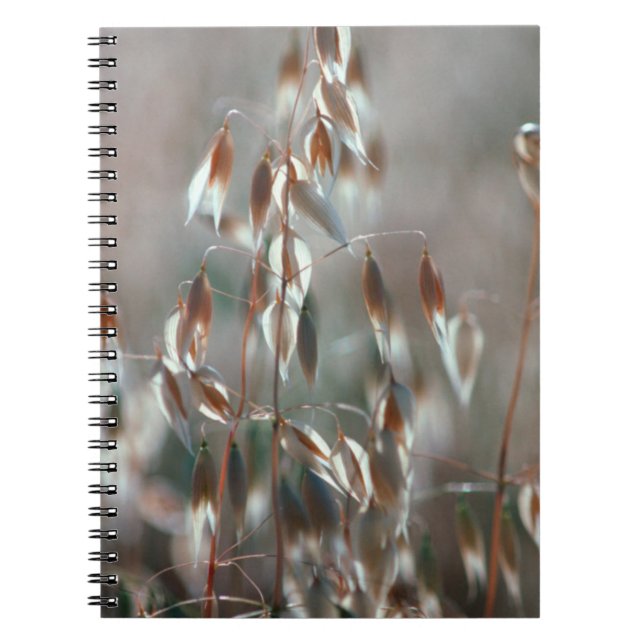Ripe Oats (Avena Sativa) Close Up. Ceres, Boland Notebook (Front)