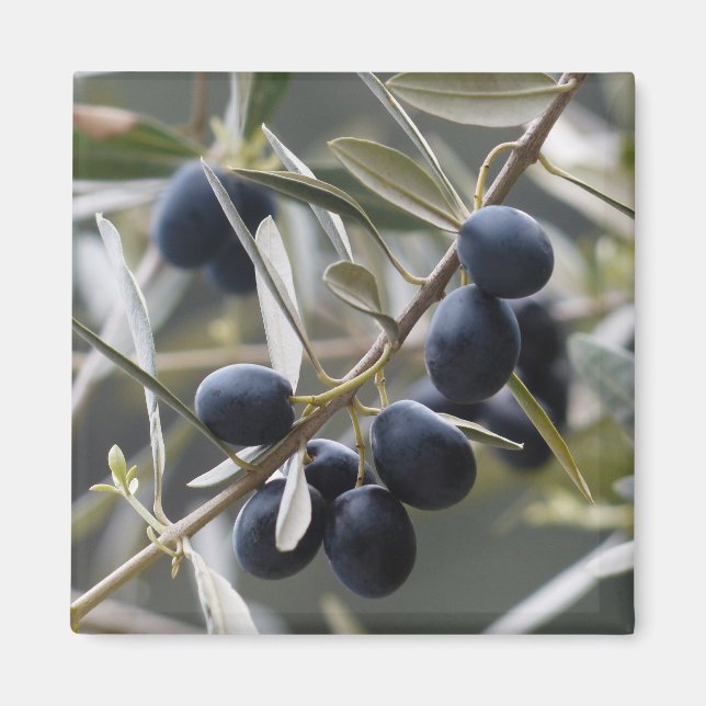 Ripe Olives on Olive Tree Branch Magnet (Front)