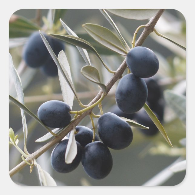 Ripe Olives on Olive Tree Branch Square Sticker (Front)