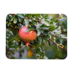 Ripe Pomegranate on Leafy Shrub Magnet