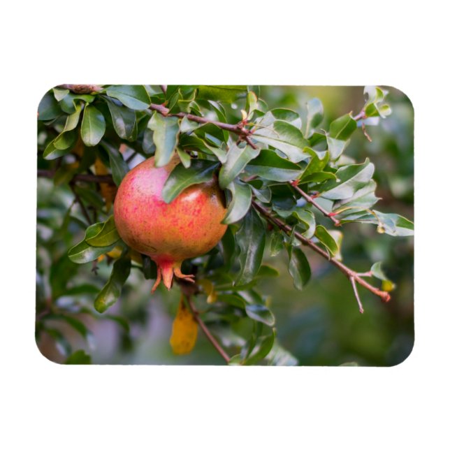 Ripe Pomegranate on Leafy Shrub Magnet (Horizontal)