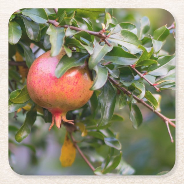 Ripe Pomegranate on Leafy Shrub Square Paper Coaster (Front)