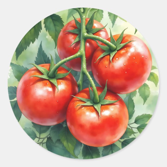 Ripe Tomato Vine Watercolor Fresh Classic Round Sticker (Front)