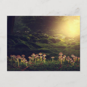 Ripe Wild Mushrooms in the Forest Postcard