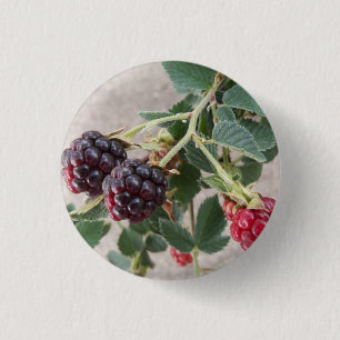 Ripening Blackberries 1 Inch Round Button
