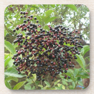 Ripening Dessous de verre de liège aux ailes