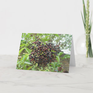 Ripening Elderberries Greeting Card