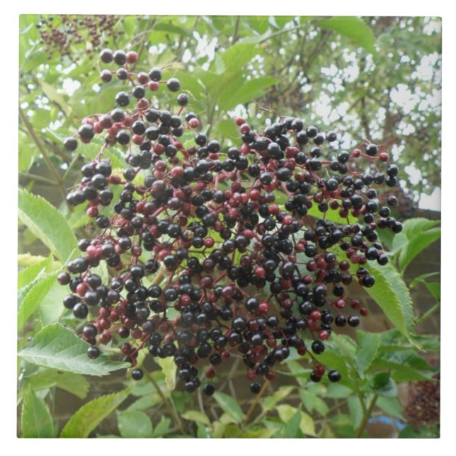 Ripening Elderberries Tile (Front)
