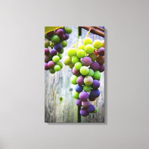 Ripening Grapes Canvas Print