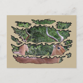 Ripped Wildlife Impala Mirror Holiday Postcard