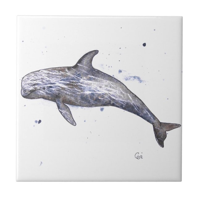 Risso Dolphin Illustration Tile (Front)
