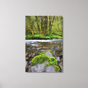 River in green forest, Oregon Canvas Print