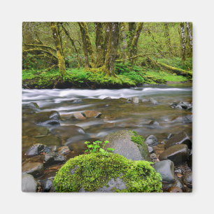 River in green forest, Oregon Magnet