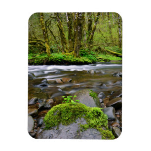 River in green forest, Oregon Magnet