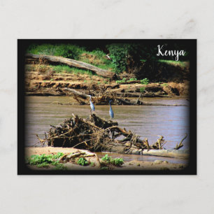 River in Samburu Postcard