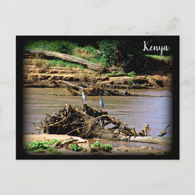 River in Samburu Postcard (Front)