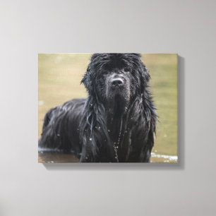 River Newfoundland Canvas Photo Print
