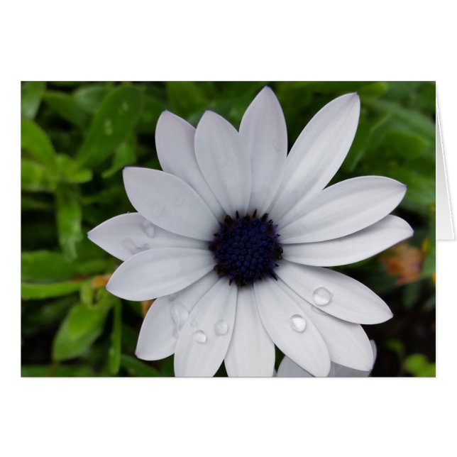 River on white (Devant horizontal)