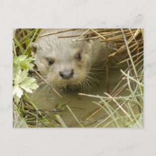 River Otter Habitat Postcard