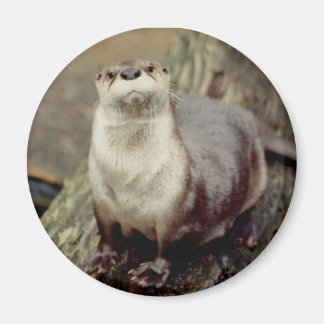 River Otter Magnet