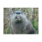 River Otter