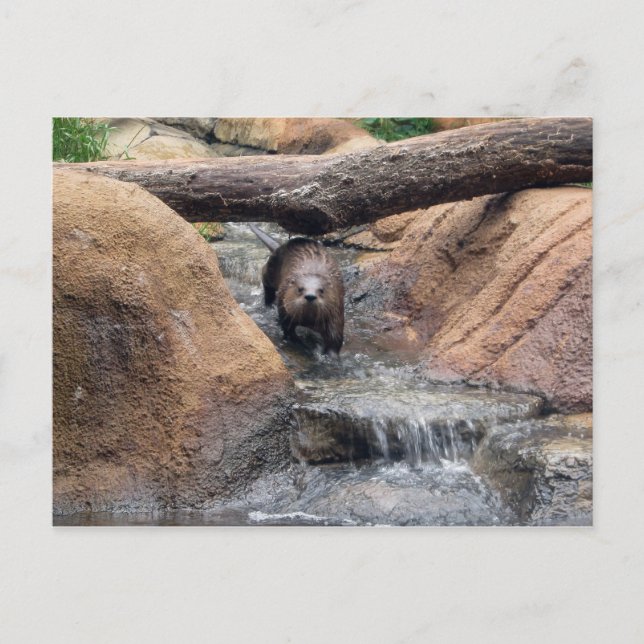 River Otter Postcard (Front)