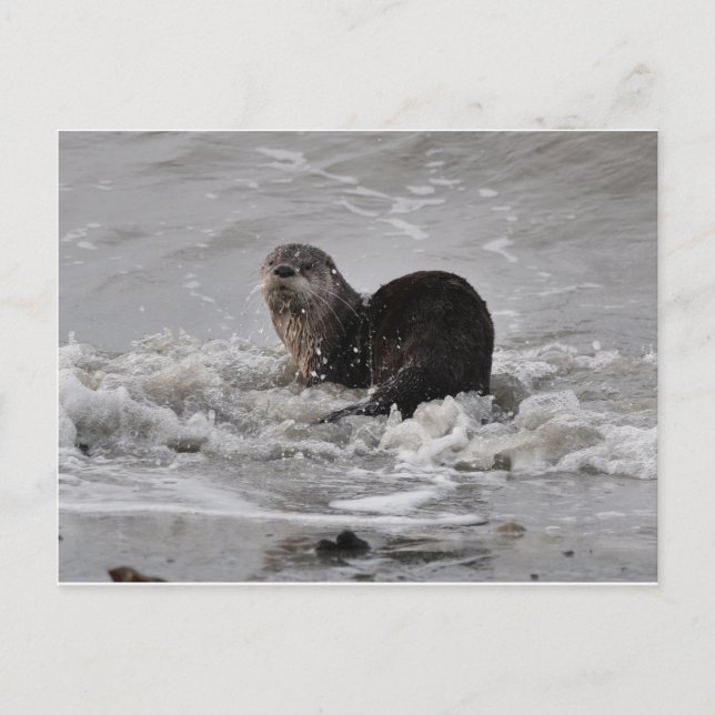 River Otter Postcard (Front)