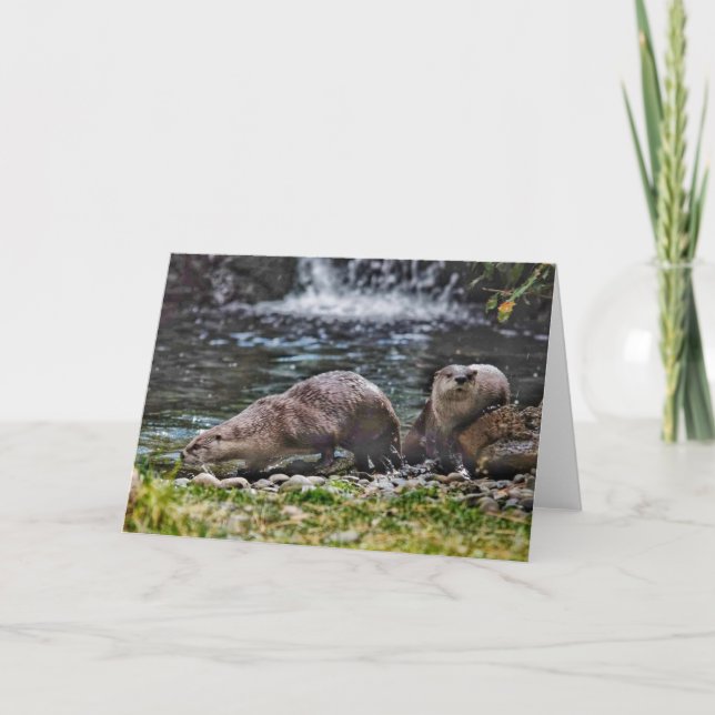 River Otters at play blank note card (Front)