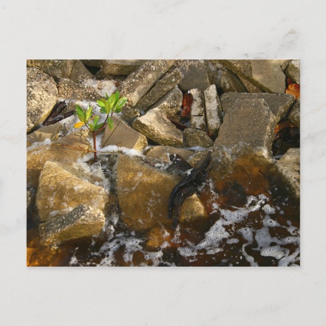 River Rocks Cement Blocks and Mangrove Seedling Postcard (Front)