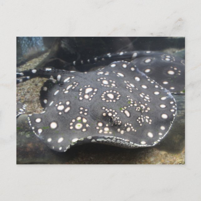 River Stingray # 15 Postcard (Front)