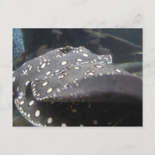 River Stingray # 7 Postcard