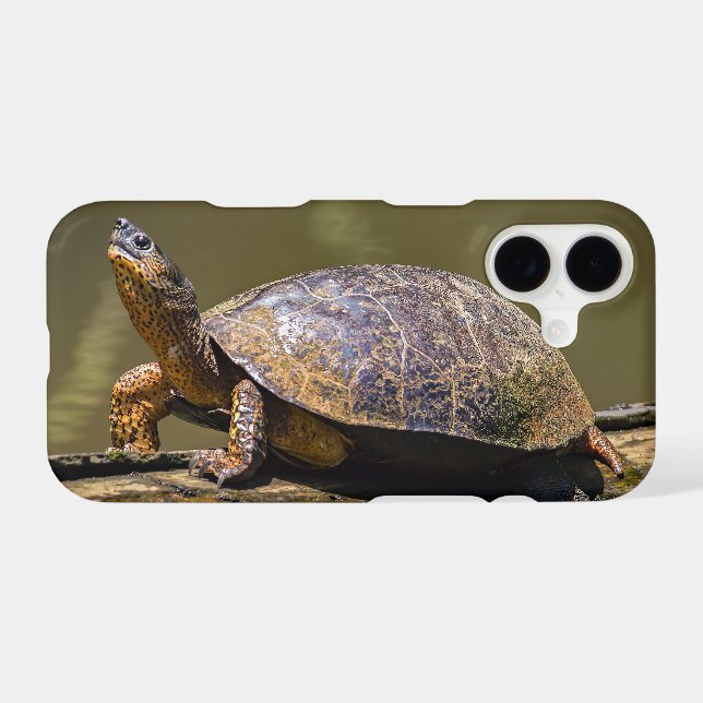 River Turtle at Tortuguero - Costa Rica (Back (Horizontal))