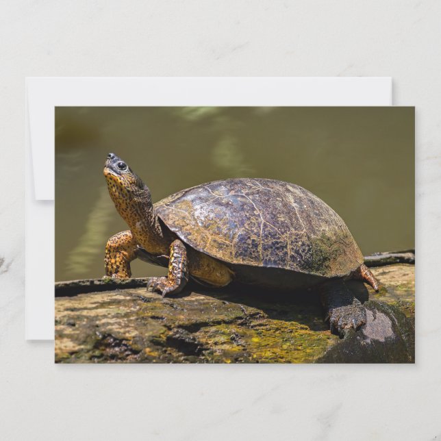 River Turtle at Tortuguero - Costa Rica Invitation (Front)
