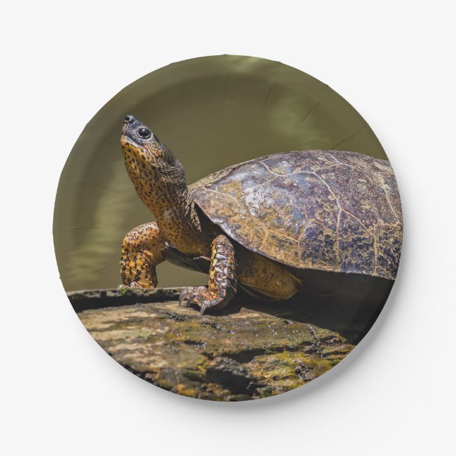 River Turtle at Tortuguero - Costa Rica Paper Plate (Front)